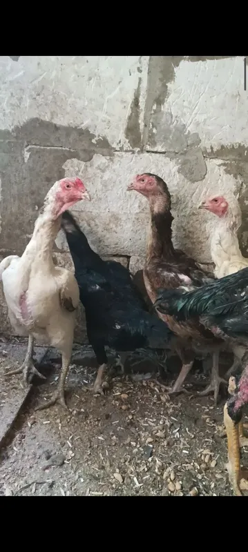 Тухумлари сотилади. 5