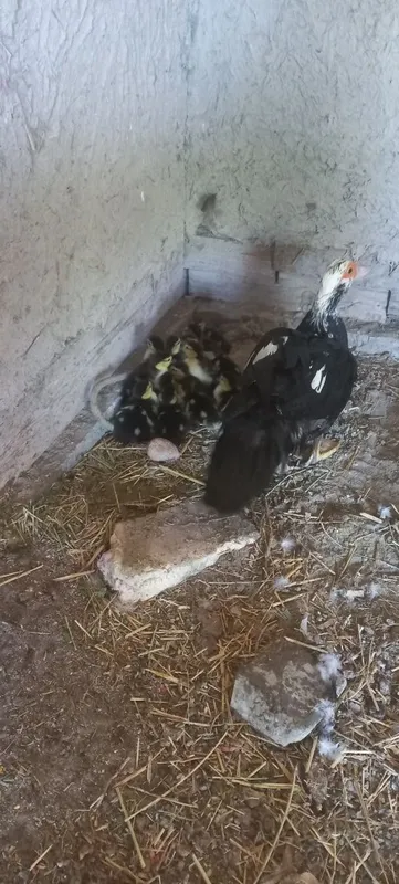 Indautka oilasi sotuvda 1 Indautka oilasi sotuvda 1