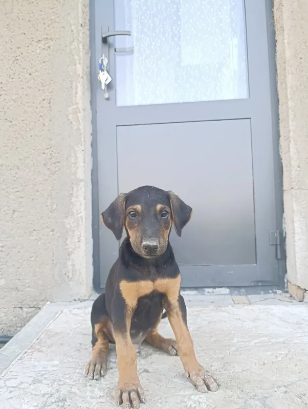 sof zotli Doberman 1 sof zotli Doberman 1