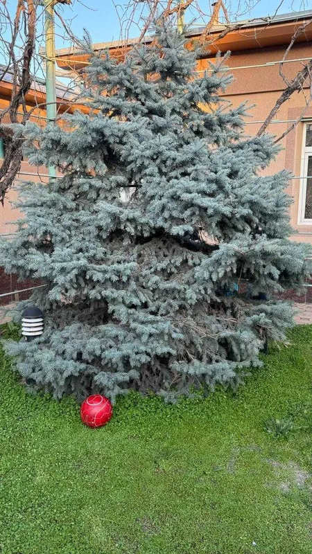 Juda kotta va ko'rkam ko'k archa/ Большая и красивая голубая ель. 2 Juda kotta va ko'rkam ko'k archa/ Большая и красивая голубая ель. 2
