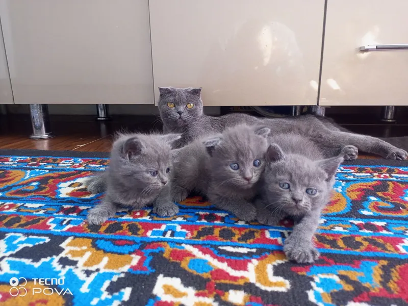 Продаются кошка и котята 6 Продаются кошка и котята 6