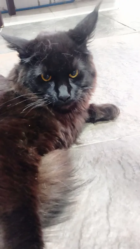 Meyn Kun Qora Mushuk 5-6 oylik Simba toza 2 Meyn Kun Qora Mushuk 5-6 oylik Simba toza 2