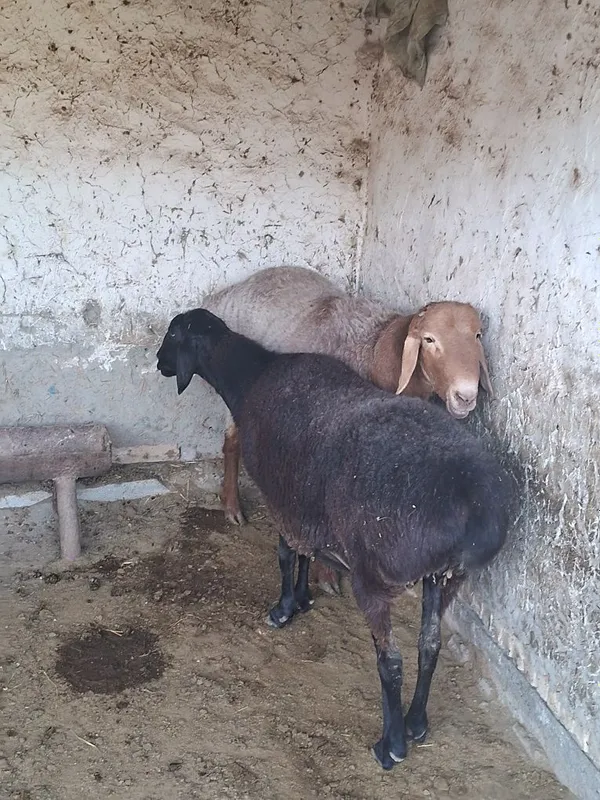 Кучкор ва куй сотилади. 2