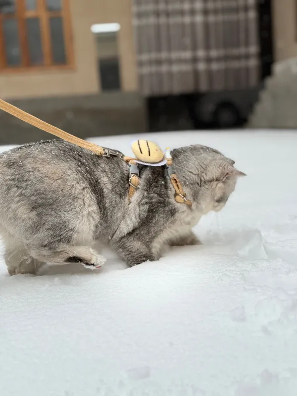 Mushuk sotiladi sog’lom zoti British chinchilla qiz bola 7 oylik — фото 3