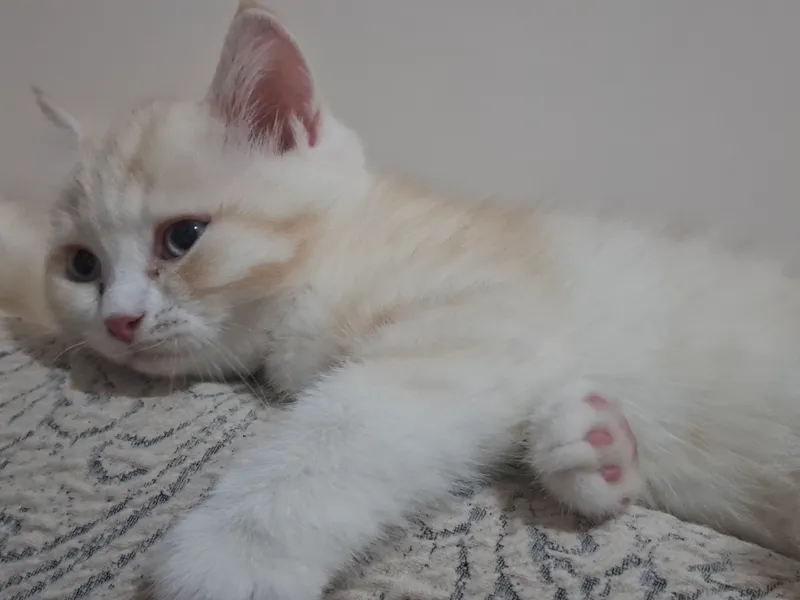 Продаются породистые котята 4