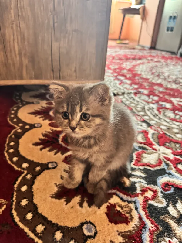 Кошка пародис