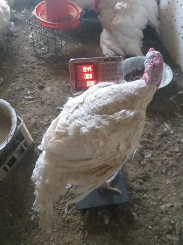 Induq bic 6 25kg o‘yda boqilg‘on makka budoy bilan gormo‘n urilmog‘on