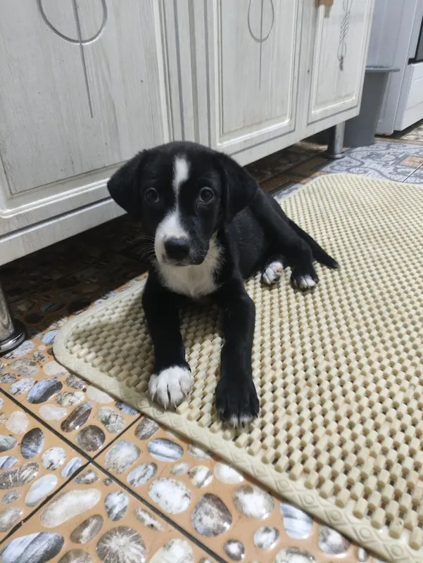 Ikki kuchuk yaxshi qo‘llarga. Hovliga bo‘lsa yaxshi. Urg‘ochi. Sterilizatsiya bilan 1 Ikki kuchuk yaxshi qo‘llarga. Hovliga bo‘lsa yaxshi. Urg‘ochi. Sterilizatsiya bilan 1