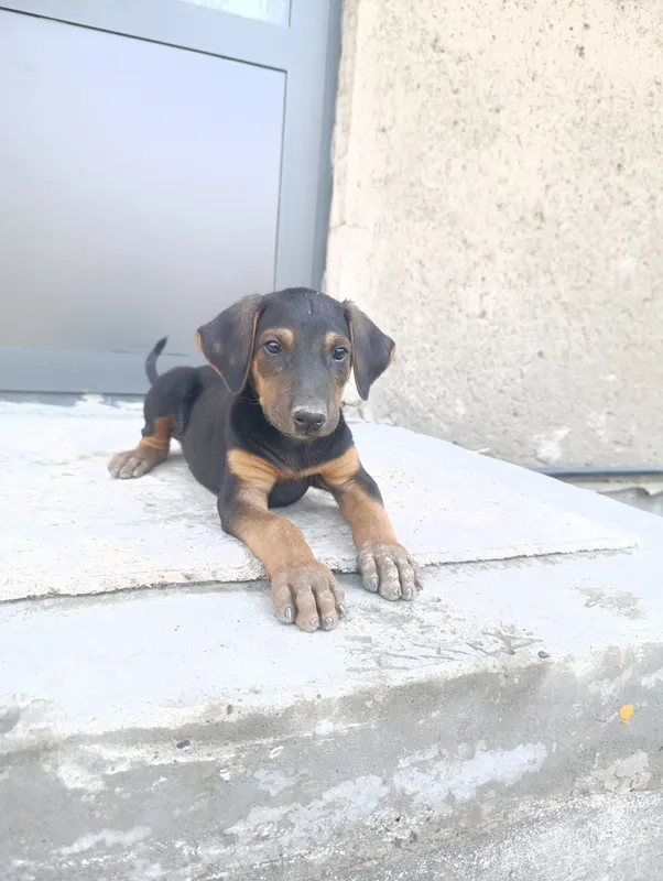 sof zotli Doberman 2 sof zotli Doberman 2