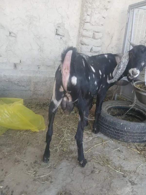 3 oylik takacha Sotiladi 5
