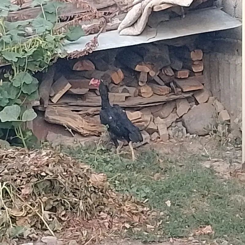 Sotiladi Jöja xòroz 3