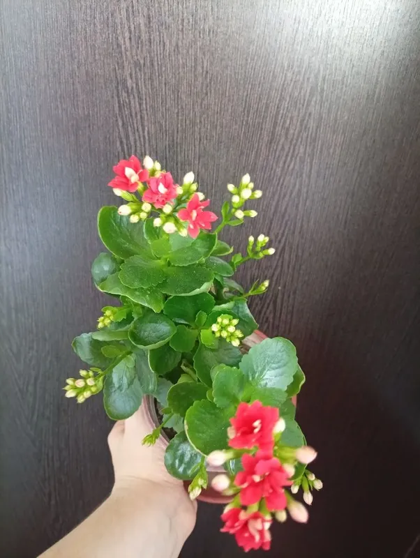 Каланхоэ комнатное растение
