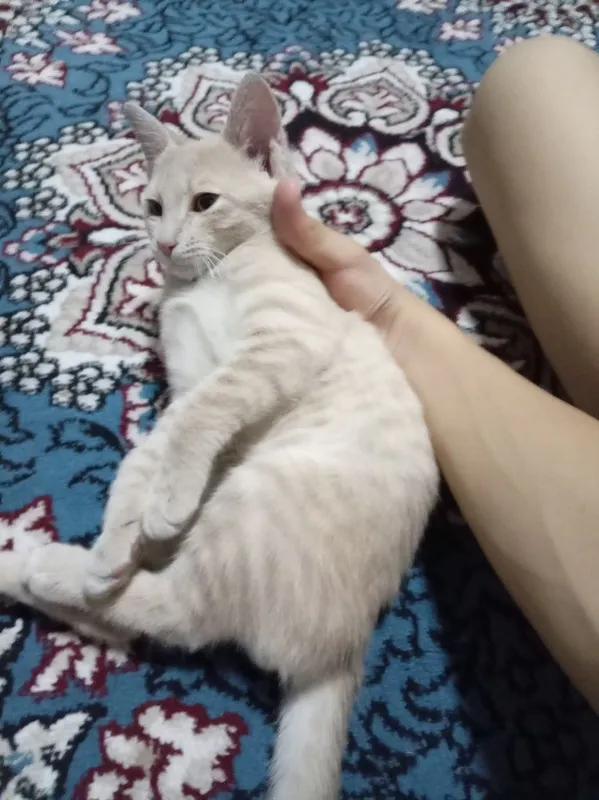Кот мальчик 3-4 месяца 2