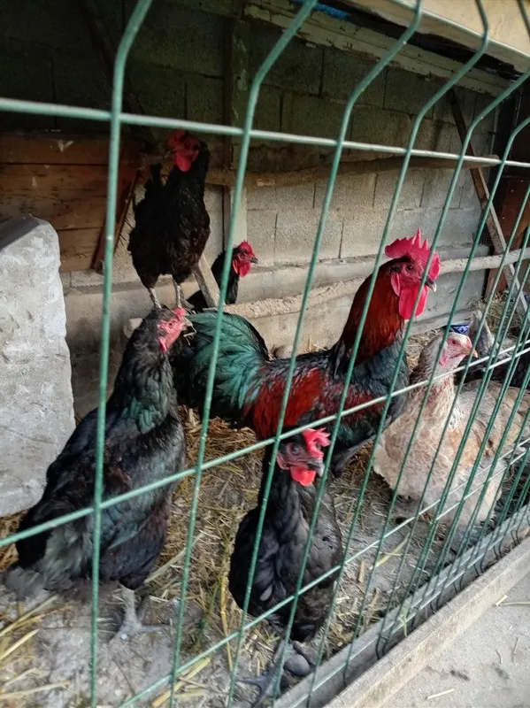 Qora tovuq va brama tovuqlar sotiladi — фото 3