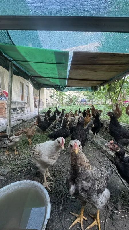 Продаются домашние куры — фото 3