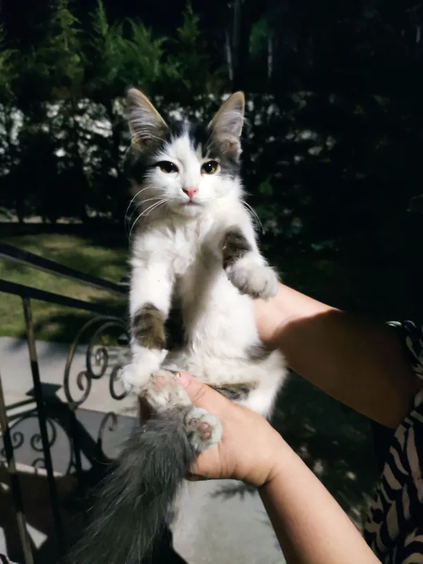 Кошечка ищет семью 3 Кошечка ищет семью 3