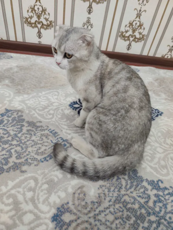 Scottish Fold Silver erkak mushuk sotiladi — фото 2