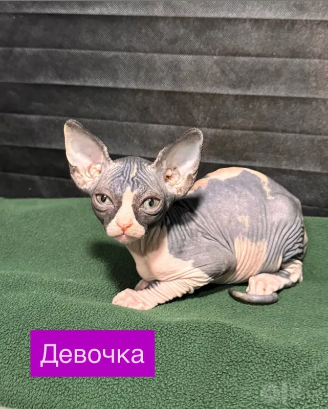 Сфинксы котята... 6 Сфинксы котята... 6