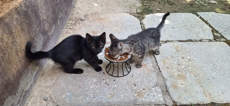 Отдадим котёнка в добрые руки. Мальчик 3 мес. 7 Отдадим котёнка в добрые руки. Мальчик 3 мес. 7