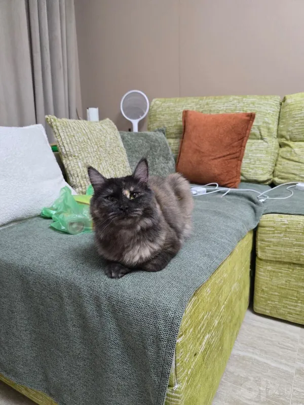 Кошка годовалая срочно 3 Кошка годовалая срочно 3