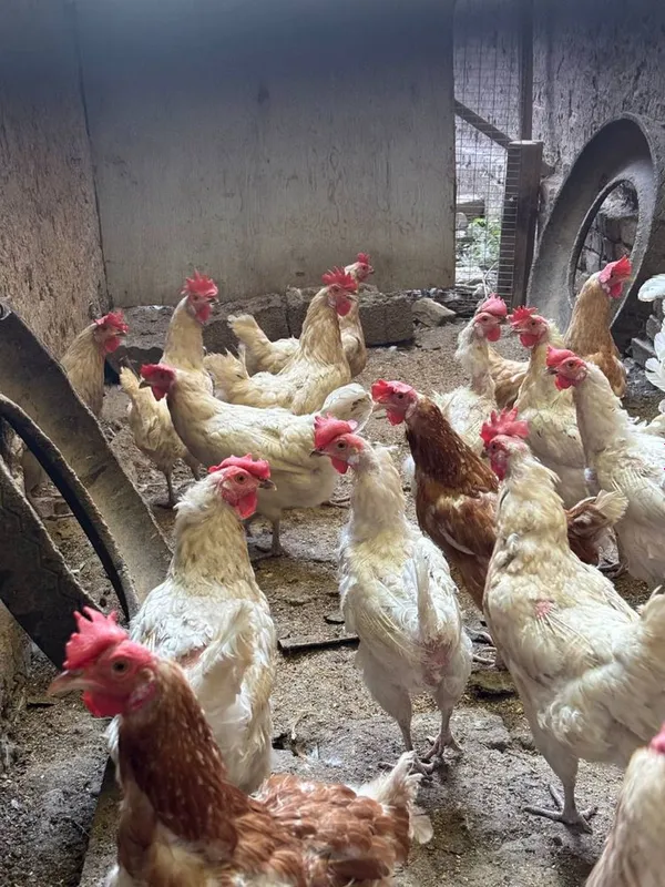 Продам кур несушек и молодых кур оптом.