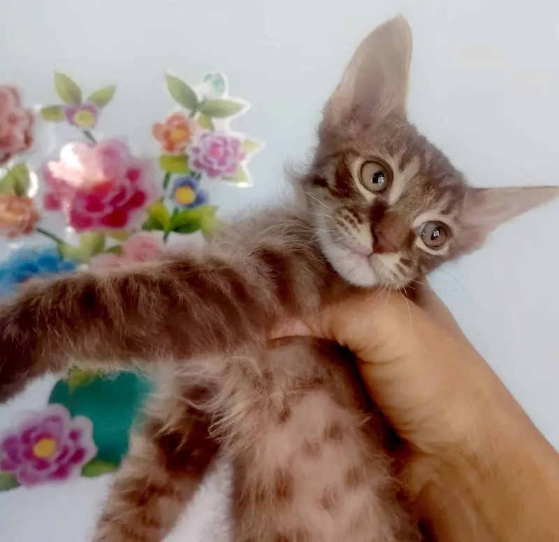 Котята породы свинкс браш 4 Котята породы свинкс браш 4