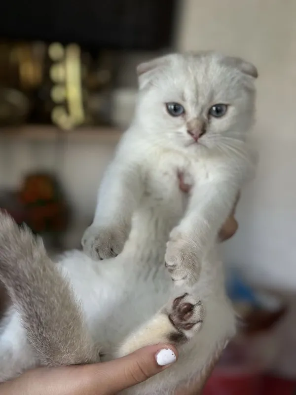 Sifatli, zotdor mushuklar sotiladi. Scottish fold, Britan zotlari 1 Sifatli, zotdor mushuklar sotiladi. Scottish fold, Britan zotlari 1