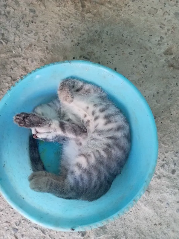 Домашние животные котята