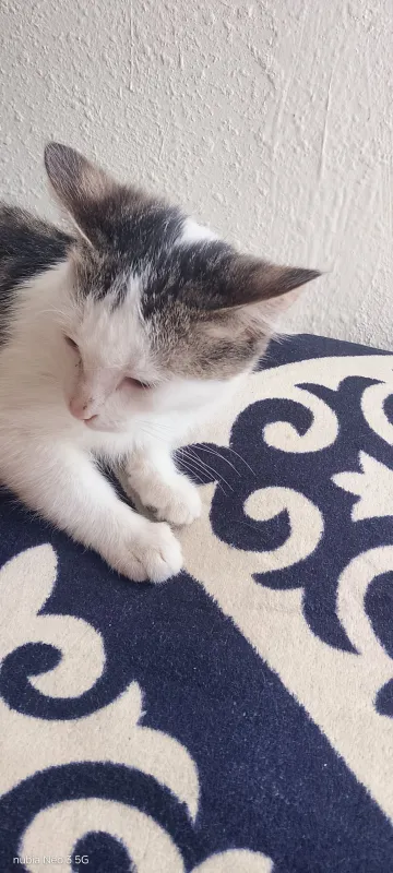 Skotish stray zoti 4