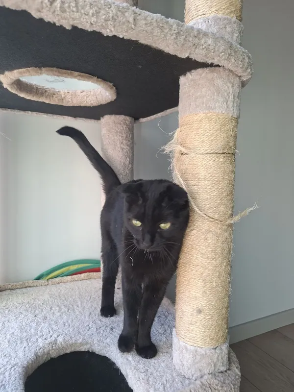 Кошка девочка кастрат скоттиш-фолд 3 Кошка девочка кастрат скоттиш-фолд 3