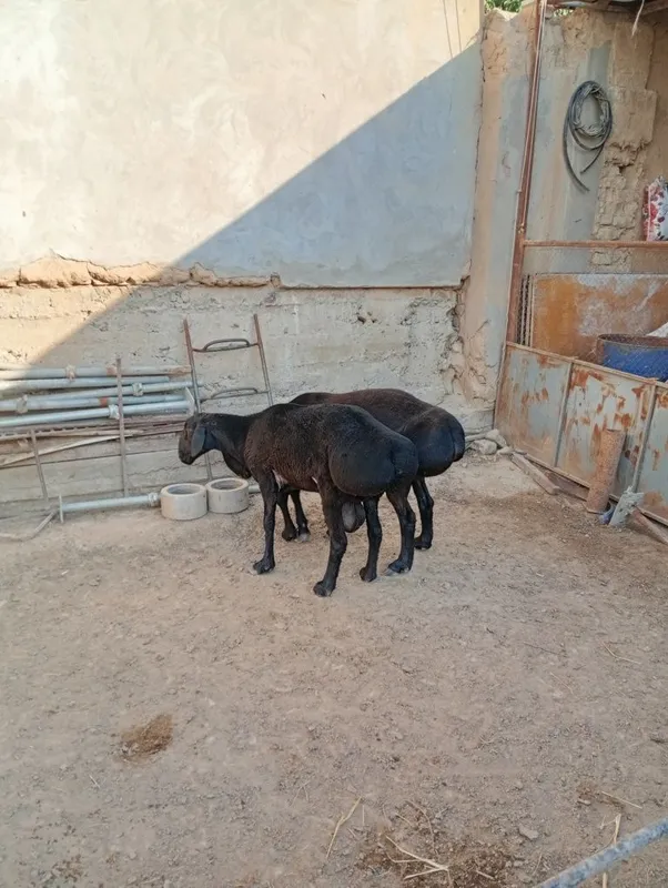 Qoy 2 tasi sotiladi 2 Qoy 2 tasi sotiladi 2