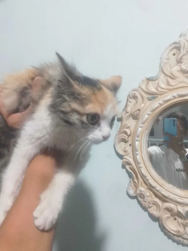 кошка 2 кошка 2