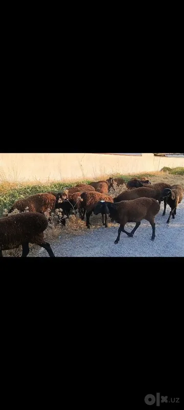 Toza qoli hsori simjun kashtan varyantidan 1 Toza qoli hsori simjun kashtan varyantidan 1