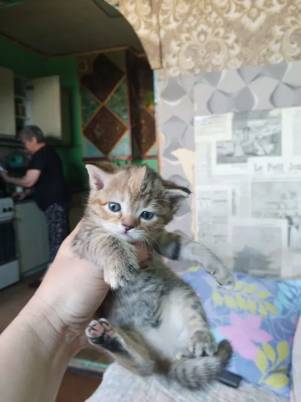 Котенок скотиш страйт 5 Котенок скотиш страйт 5