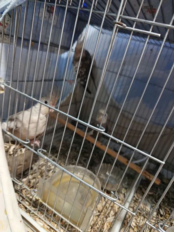 karela 6 karela 6