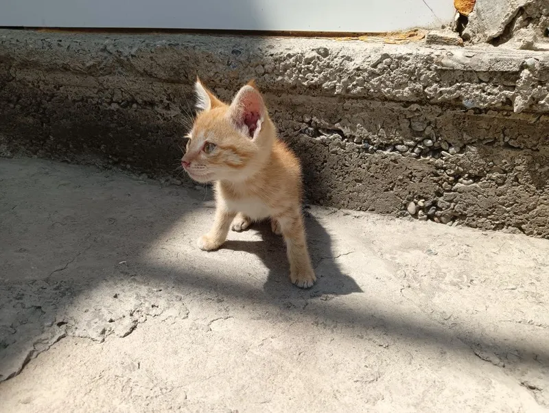 Mushukcha boqadiganlarga.