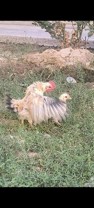 Samuray shabo jo'jalari sotiladi 2 Samuray shabo jo'jalari sotiladi 2