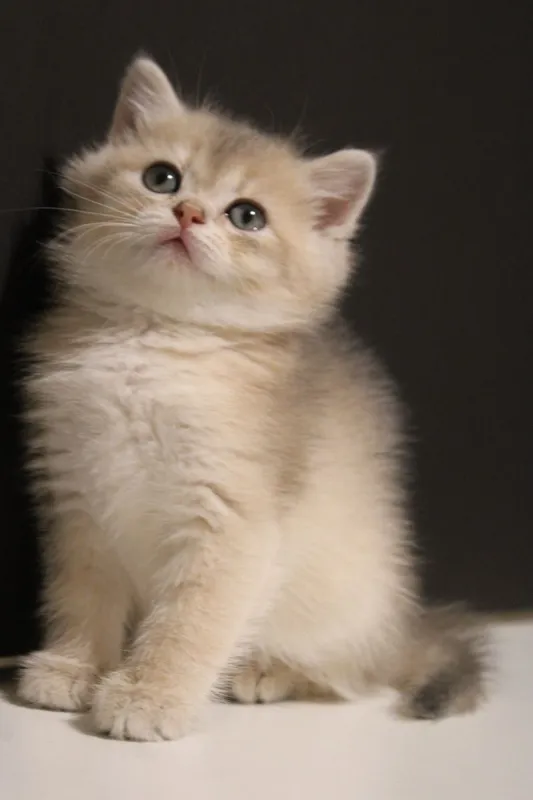 Золотая Шиншилла — фото 6