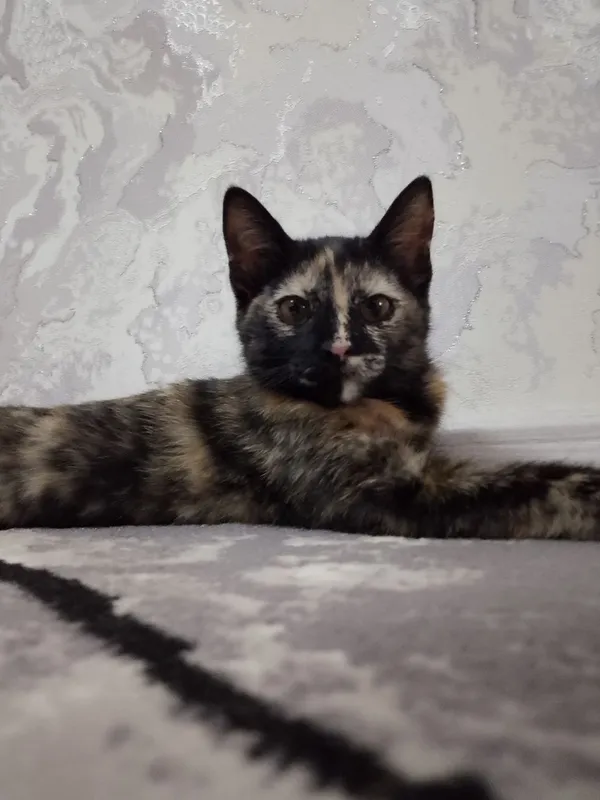 Котенок домашний отдам в хорошие руки 3 Котенок домашний отдам в хорошие руки 3
