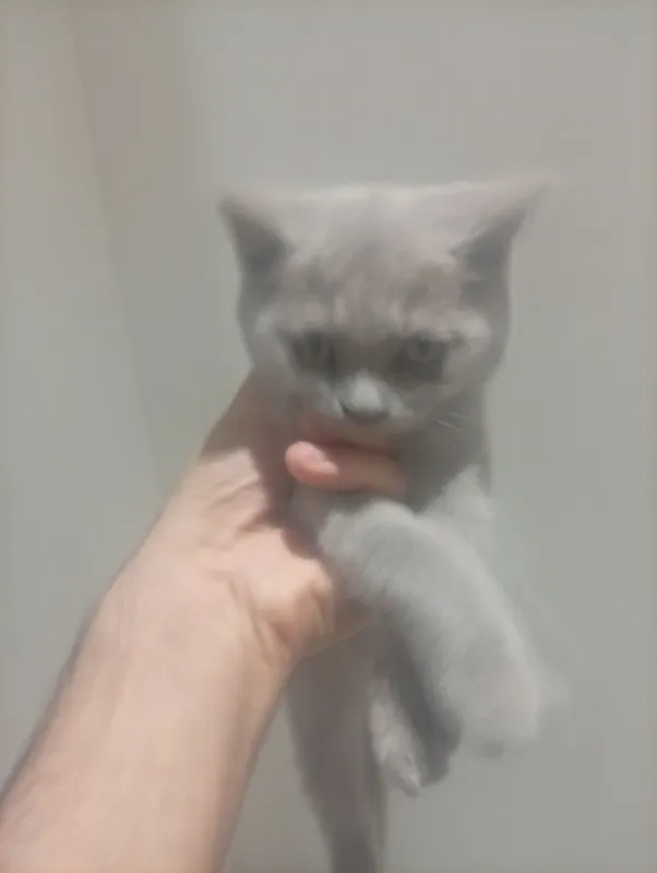 мушукча 3 ойлик мушукча 3 ойлик