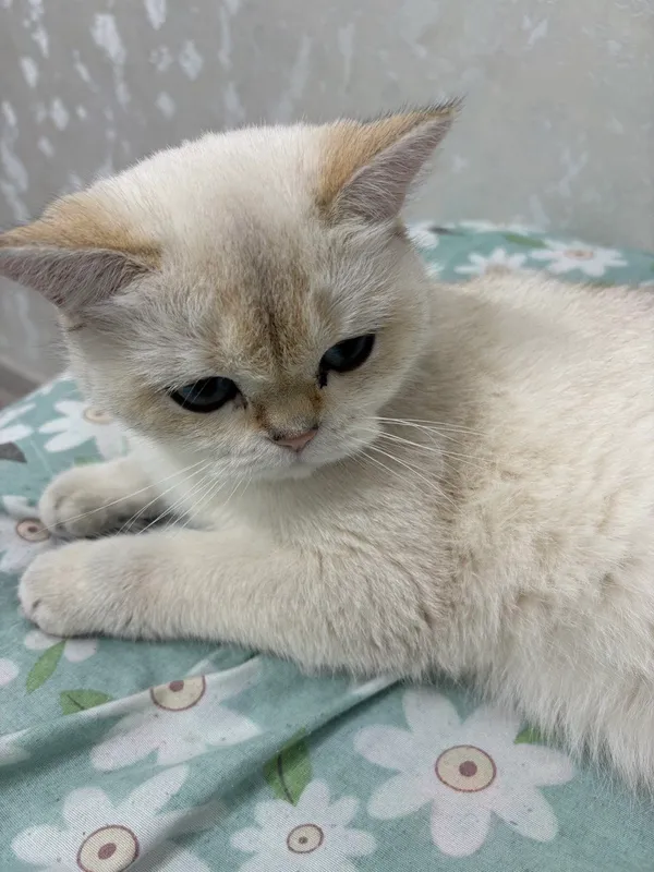продаётся кошка серебристая шиншилла