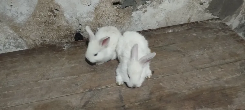Крольчата 3 Крольчата 3