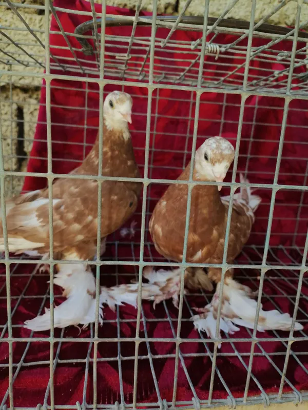 Белоголовые пискуны из под белоголовых голубе на продажу — фото 1