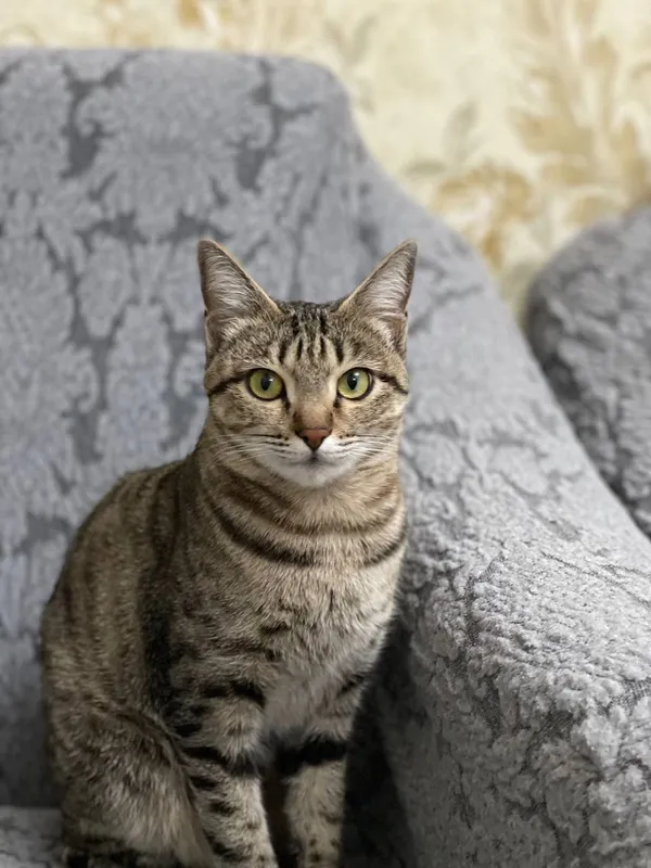 кошка