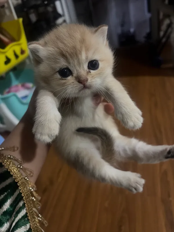 Котёнок 3 Котёнок 3