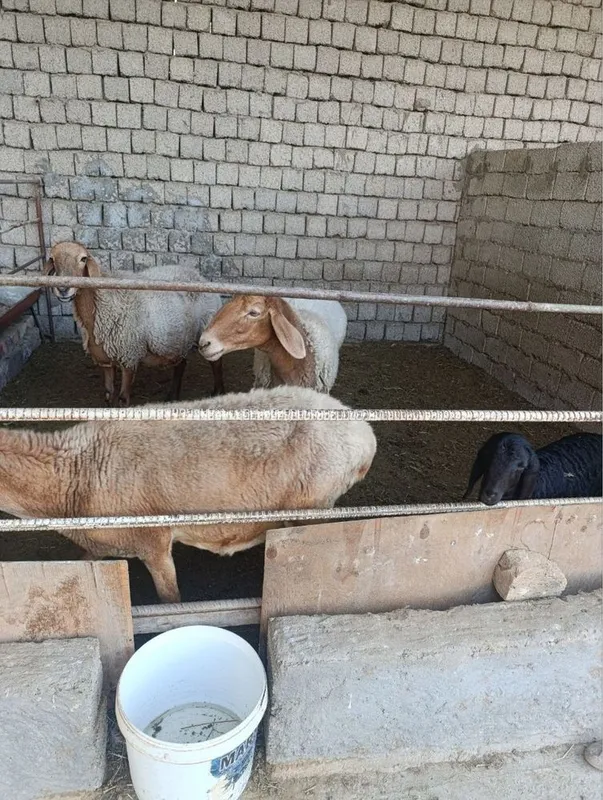 Qoy sotiladi. 2 Qoy sotiladi. 2