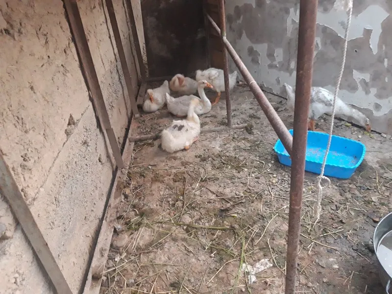 Гоз 2 ойлик 6 дона.