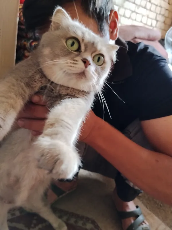 скотш фолд/страйт скотш фолд/страйт