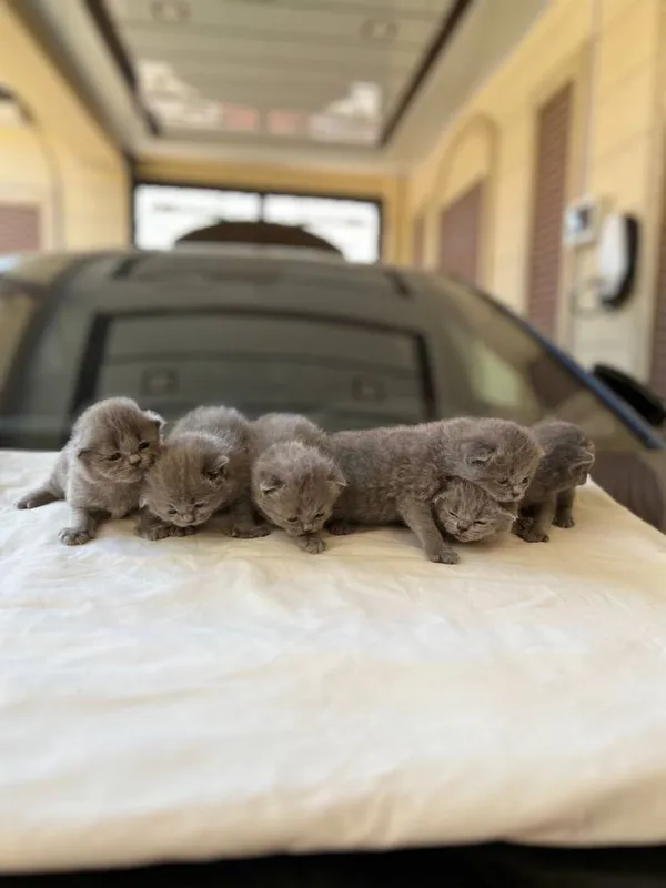 Продается кошка Скотиш Страйт — фото 3