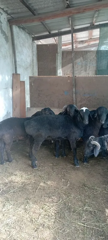 Quchqorlar 5 mil 6.5 gacha narhlari kelishladi — фото 4